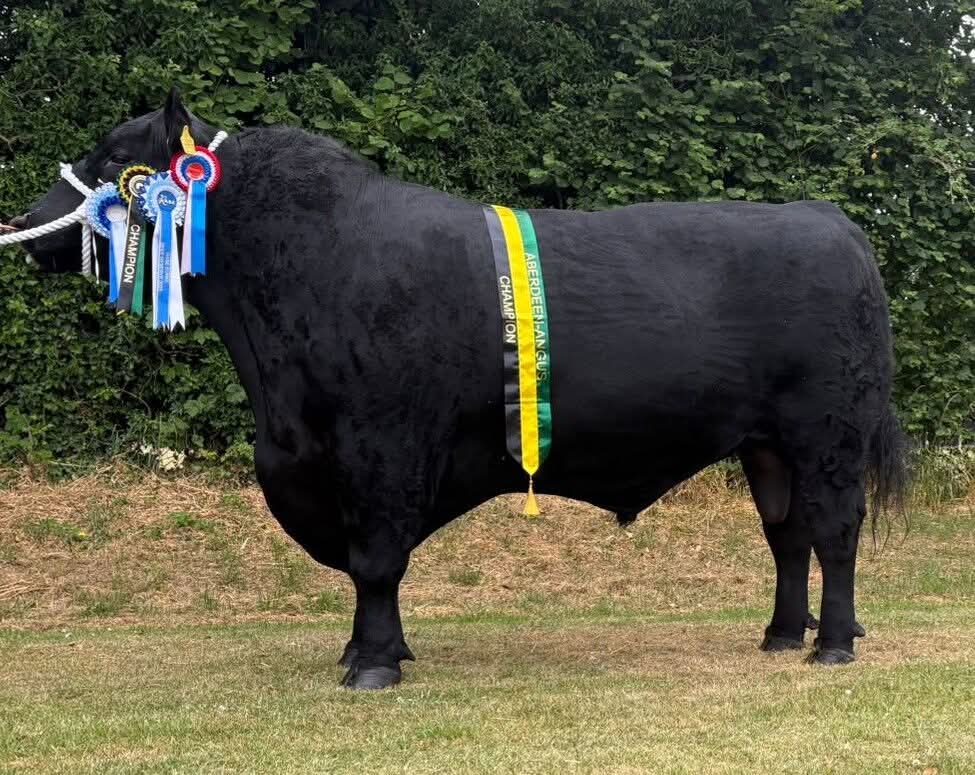 Aberdeen Angus Bull